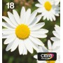 Epson Daisy Multipack Margherita 4 colori Inchiostri Claria Home 18 in confezione EasyMail Packaging (C13T18064511)