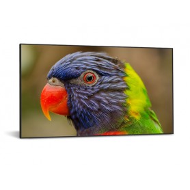 DynaScan DS752LR4 visualizzatore di messaggi 190,5 cm (75") LCD 4K Ultra HD Nero Android 7.1 (DS752LR4)